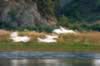 pelican blur 1.jpg (40kb)